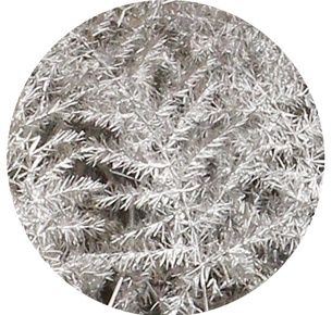 Аспарагус перистый крашеный серебряный (Asparagus plumosus painted silver)