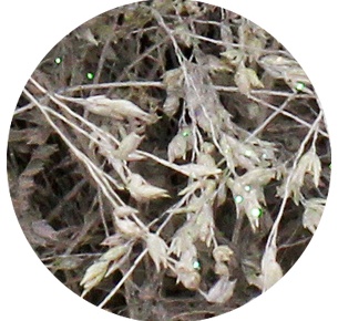 Паникум крашеный бело-жемчужный (Panicum white+pearl)