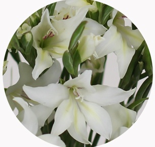 Гладиолус Колвиля Альбус (Gladiolus colvillei Albus)