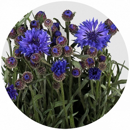 Василёк синий (Centaurea blue)