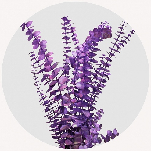 Эвкалипт крашеный лиловый (Purple)