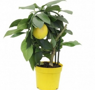 Лимон (Citrus)