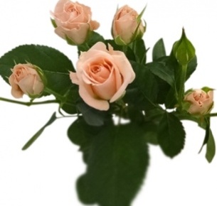 Роза  кустовая Иришка розовая (Irischka pink)
