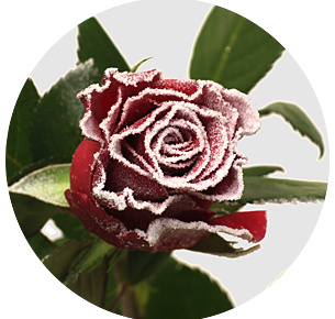 Роза "морозный воск" красная заснеженная (Roses Frost Wax)