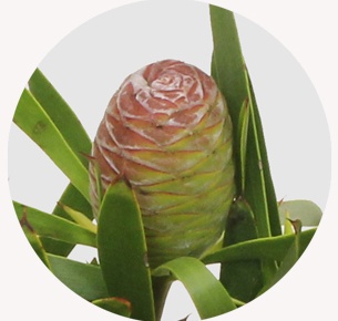 Леукадендрон конический (coniferum)
