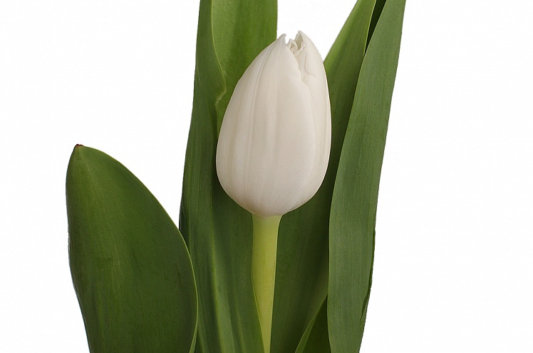 Тюльпан белый (white)