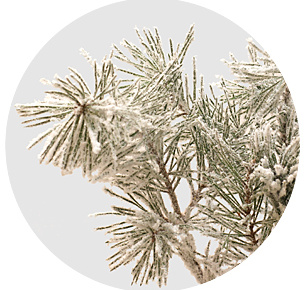 Сосна Гроф заснеженная ( Pinus Grof Snow)