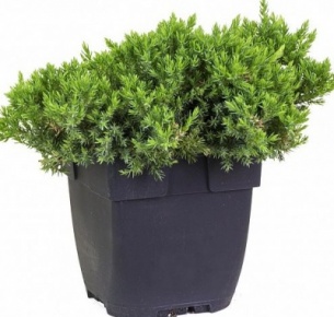  Можжевельник лежачий (Juniperus procumbens Nana)