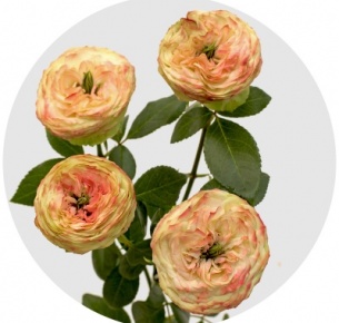 Роза кустовая Латин помпон (Latin Pompon)