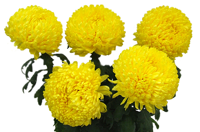 Хризантема одноголовая Деко желтая (Deco yellow)
