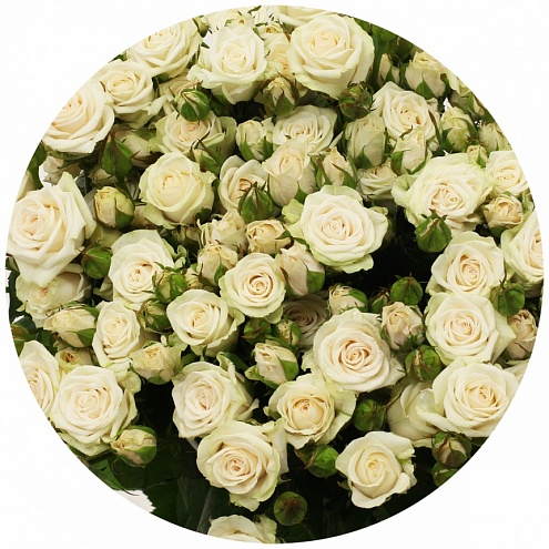 Роза кустовая Ройал Порчеллина (Royal Porcellina). 