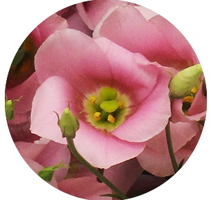 Лизиантус Ботаник пинк (Botanic Pink)