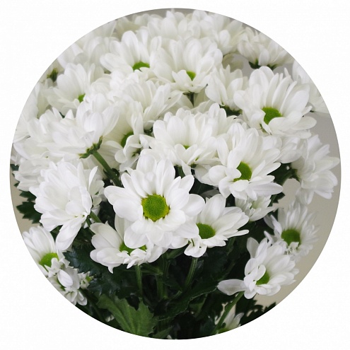 Хризантема кустовая Баккарди белая (Bacardi white)
