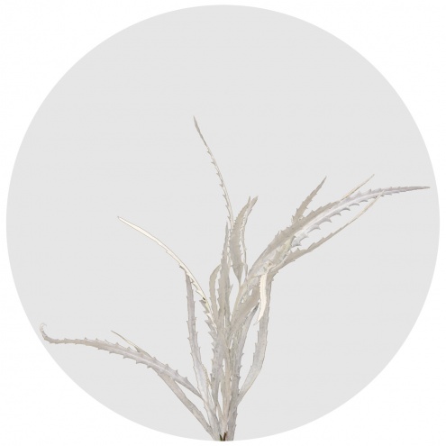 Гревиллея крашеная белая (Grevillea paint white)
