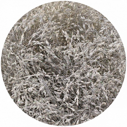 Паникум крашеный бело-серебряный (Panicum white+silver)