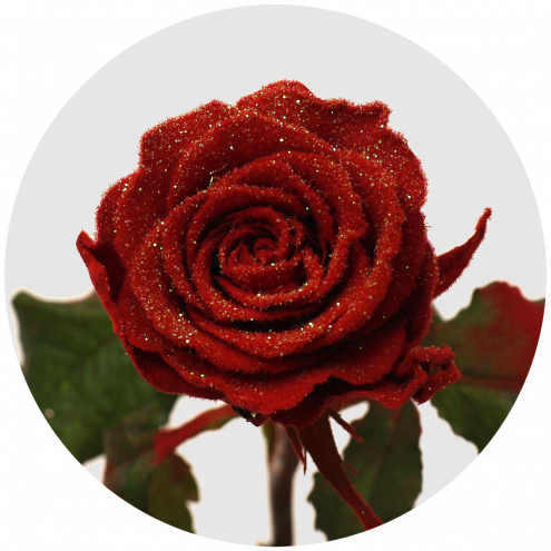 Роза "морозная" красная (Roses Frost)