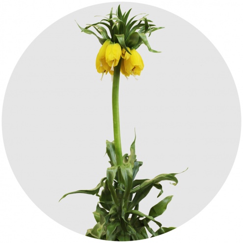 Фритиллярия Персика жёлтая (Fritillaria Persica yellow))