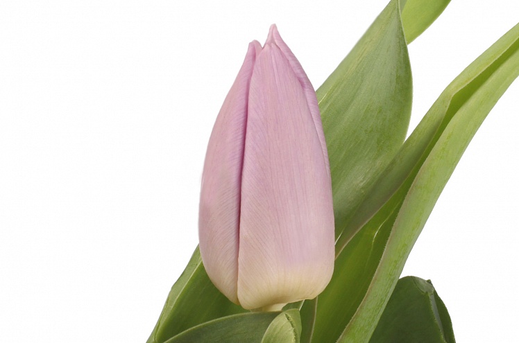Тюльпан сиреневый (lila)