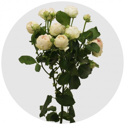 Роза кустовая Порчелина лэйс  (Porcelina Lace)