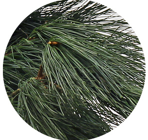 Сосна Веймутова (Pinus Strobus)