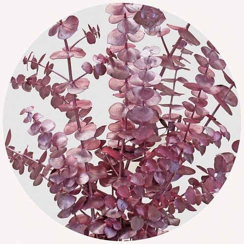 Эвкалипт крашеный розовый металлик (Metallic Pink)