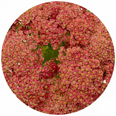 Ахиллея розовая (Achillea pink)