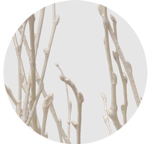 Берёза крашеная белая (Betula painted white)