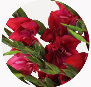 Гладиолус Колвиля Робинетта (Gladiolus Colvillei Robinetta)