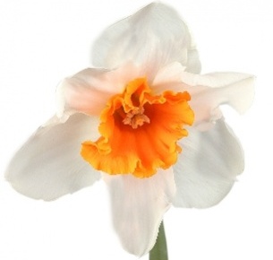 Нарцисс бело-оранжевый