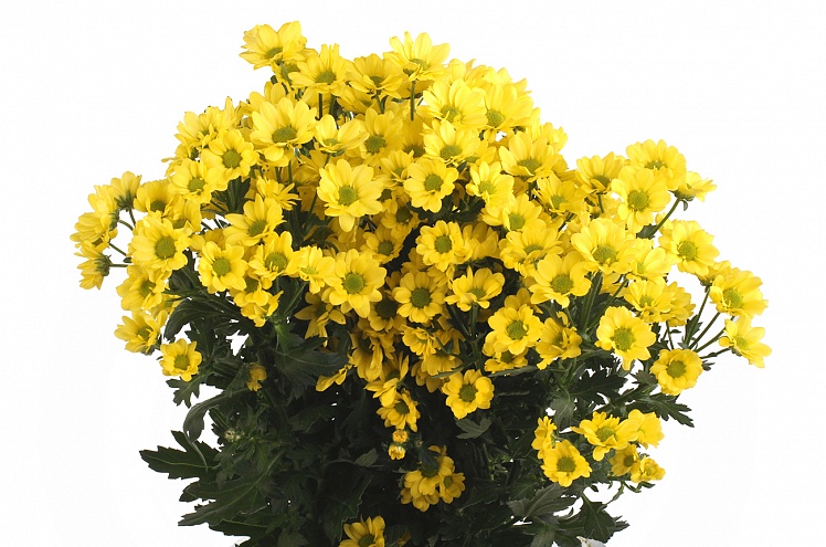 Хризантема кустовая Сантини Мадиба желтая (Santini Madiba yellow)