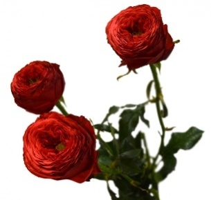 Роза кустовая Пиано Ред (Piano Red)