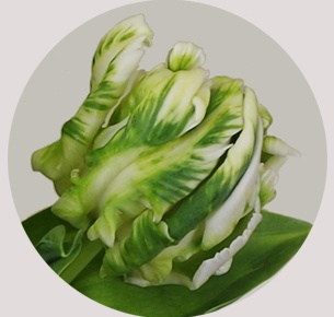 Тюльпан Паррот бело-зеленый (Parrot white/green)