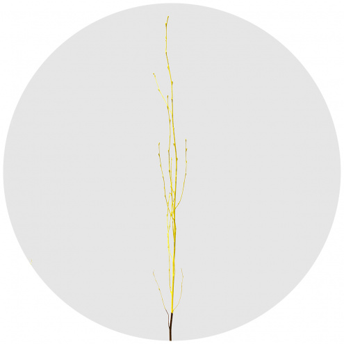 Берёза крашеная жёлтая (Berken painted yellow)