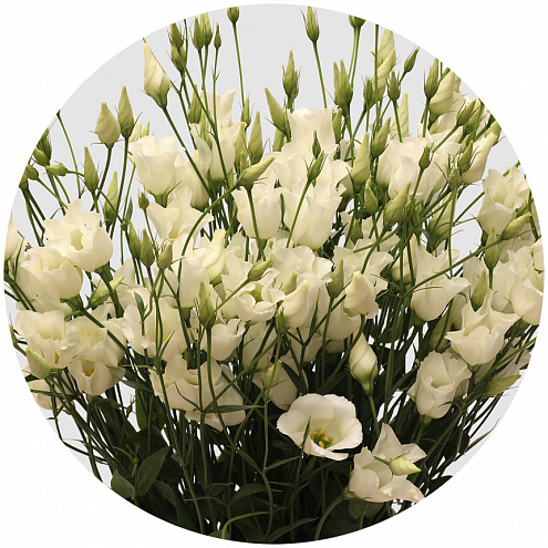 Лизиантус Ботаник белый (Botanic White)