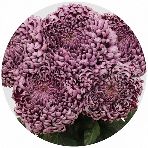 Хризантема одноголовая Бигуди пёпл (Bigoudi Purple XLS)