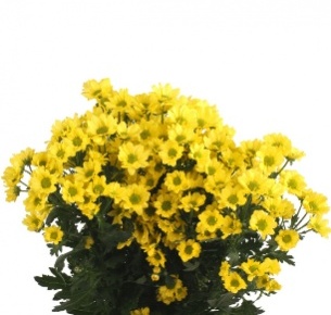 Хризантема кустовая Сантини Мадиба желтая (Santini Madiba yellow)