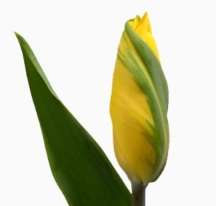 Тюльпан желтый (yellow)