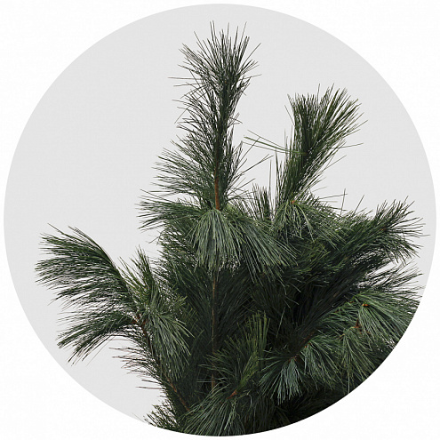 Сосна Веймутова (Pinus Strobus)