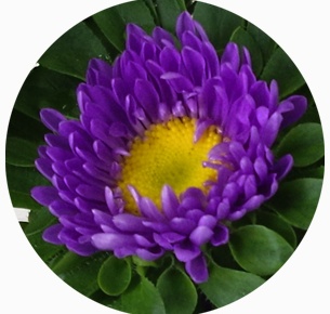 Астра Мацумото пурпурная (Matsumoto purple)