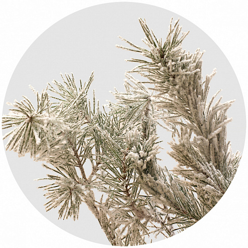 Сосна Гроф заснеженная ( Pinus Grof Snow)