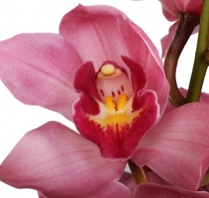 Орхидея Цимбидиум темно-розовая