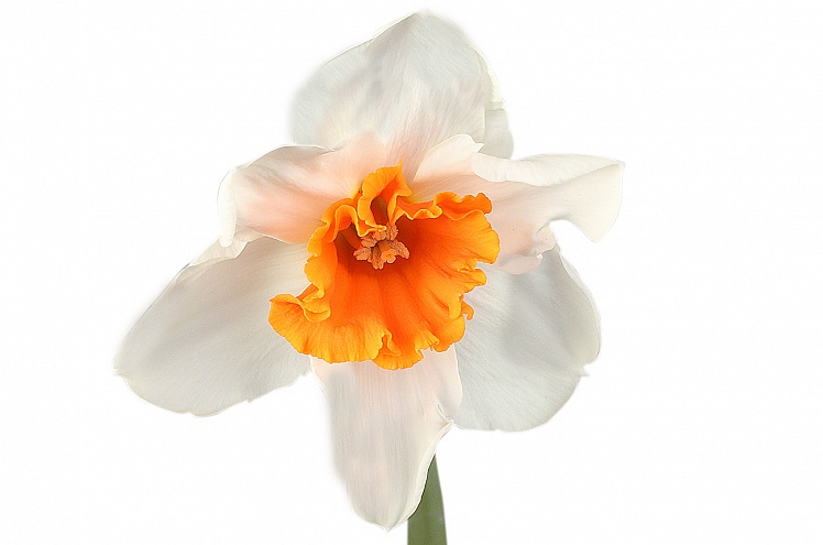 Нарцисс бело-оранжевый