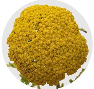 Ахиллея жёлтая (Achillea yellow)
