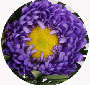 Астра китайская Каллистефус фиолетовая (Callistephus violet)