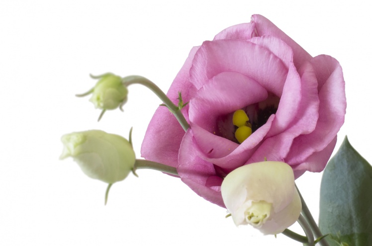 Лизиантус Розита розовый (Rosita pink)