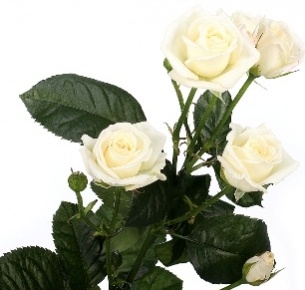 Роза кустовая Сплозина (Splozina)