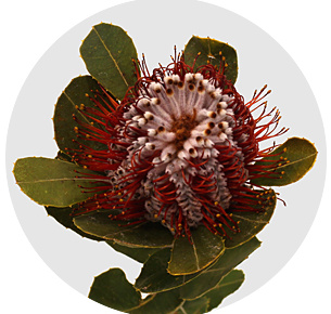 Баннксия ярко-красная (Banksia Coccinea)