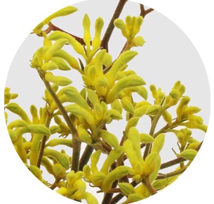 Анигозантос жёлтый (Anigozanthos yellow) 