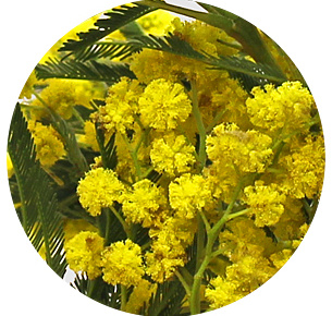 Мимоза Мирандоль (Acacia dealbata Mirandol)