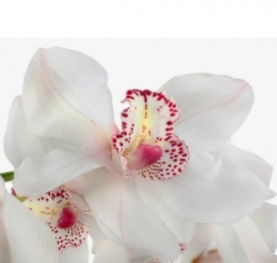Орхидея Цимбидиум белая